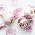 Fresh Red Garlic Seeds Factory Supply